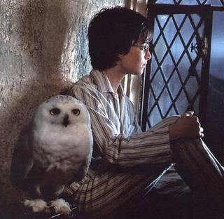 Illustration for article titled A brief video history of owls in science fiction and fantasy